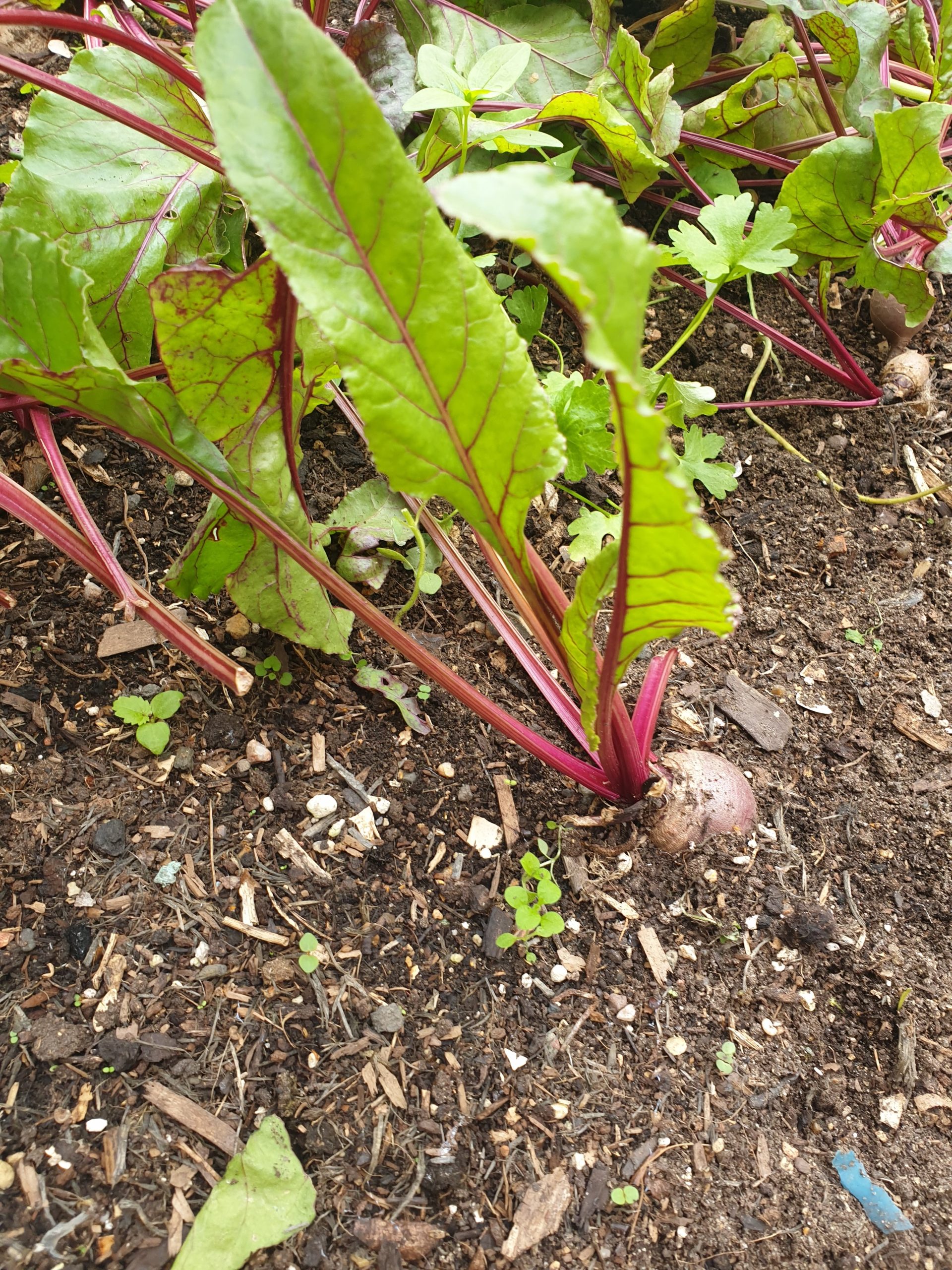 Omar’s Blog- Community Garden Week | Jack Petchey Foundation
