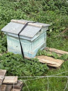 A wooden beehive with a metal roof secured by a black strap sits on wooden planks surrounded by green vegetation